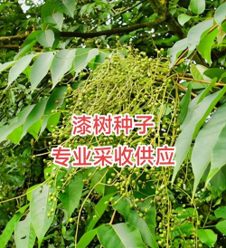 漆树种子育苗实用技术讲解 漆树种子育苗实用技术讲解