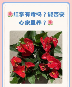 红掌花打不开怎么回事 红掌花打不开怎么回事