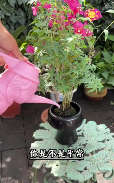 玉竹叶尖发黄是怎么回事 玉竹叶尖发黄是怎么回事