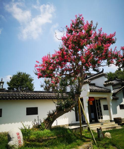 新洲养花的 新洲养花的