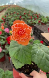 贵妃爱养花 贵妃爱养花