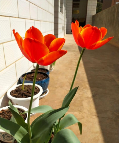 养花就养送人 养花就养送人