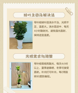 琴叶榕叶子断了怎么办 琴叶榕叶子断了怎么办