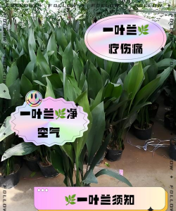 一叶兰的花有什么作用 一叶兰的花有什么作用