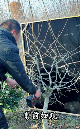 垂丝海棠快速繁殖的技术 垂丝海棠快速繁殖的技术