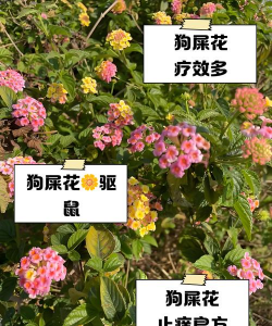 粪便怎么养花 粪便怎么养花