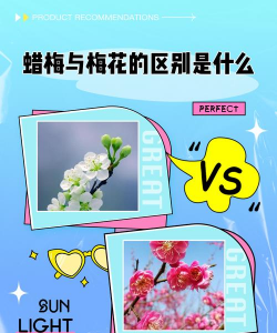 蜡梅和梅花的区别 蜡梅和梅花的区别