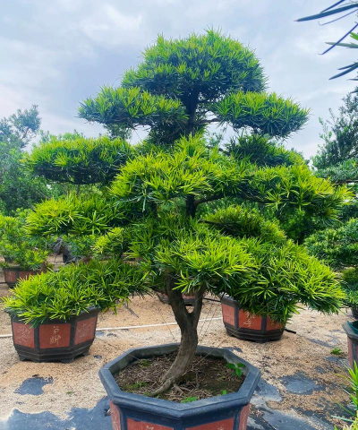 罗汉松种植栽培 罗汉松种植栽培