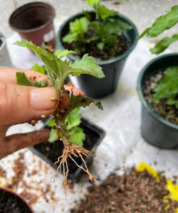 养花不扦插 养花不扦插