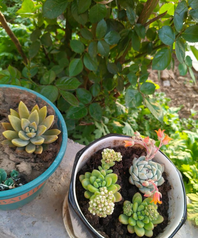 养花心得感 养花心得感