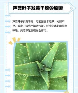 芦荟四周有点枯萎怎么办 芦荟四周有点枯萎怎么办