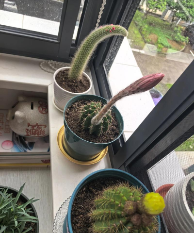 旧窗户养花 旧窗户养花