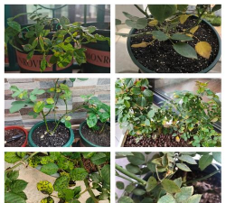 月季花叶子不亮怎么办 月季花叶子不亮怎么办