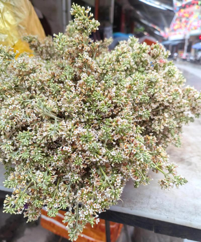 蒙蒙的养花 蒙蒙的养花