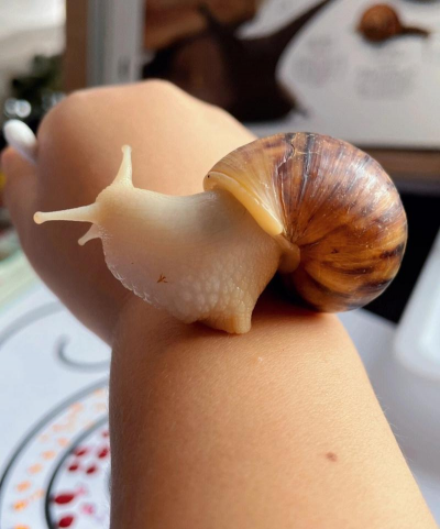 养花长蜗牛 养花长蜗牛