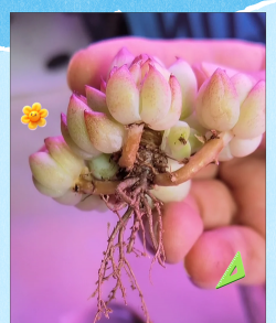 多肉花根黑腐怎么办 多肉花根黑腐怎么办