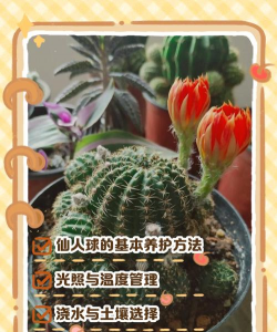 仙人球的栽培养护 仙人球的栽培养护