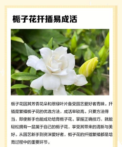 栀子花怎么种一块地 栀子花怎么种一块地