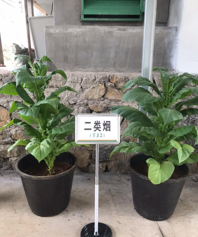 成熟烟叶的外观特征怎样如何做好采收工作 成熟烟叶的外观特征怎样如何做好采收工作