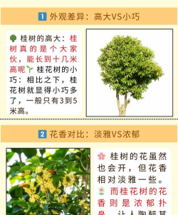 八月桂和月桂怎么区分 八月桂和月桂怎么区分