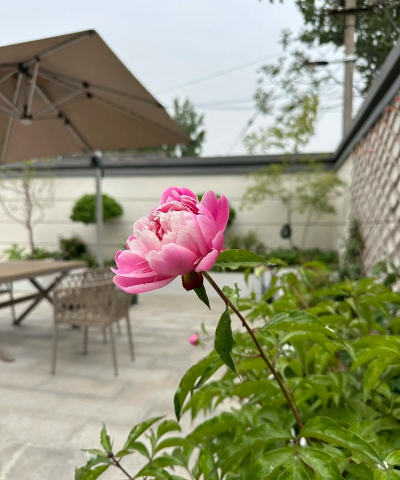 南墙根养花 南墙根养花