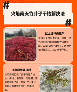 南天竹冬天干枯怎么办 南天竹冬天干枯怎么办