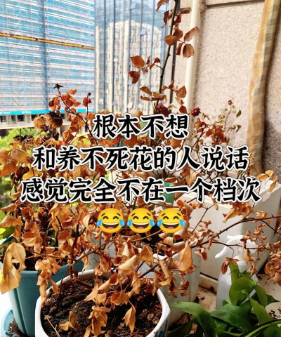 养花的人笑话 养花的人笑话