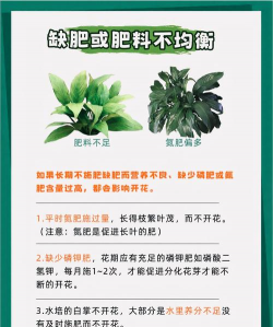 白掌长的慢不开花怎么办 白掌长的慢不开花怎么办