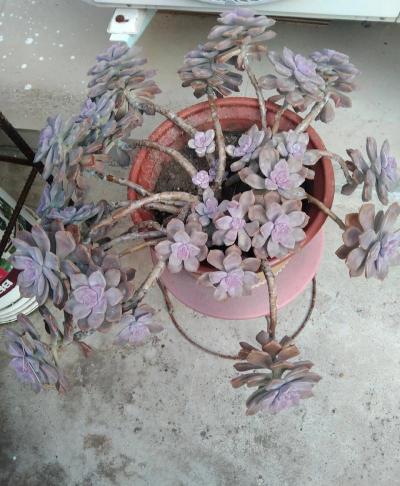 随缘养花人 随缘养花人