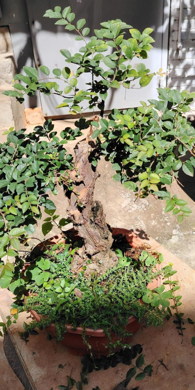 雀梅盆景不结果是怎么了 雀梅盆景不结果是怎么了