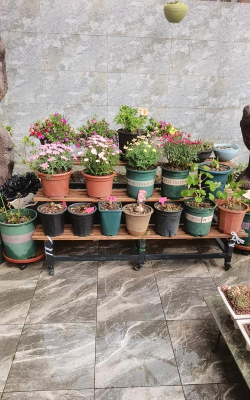 霸州养花租地 霸州养花租地