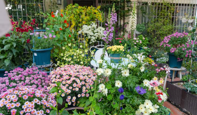 德国居民养花 德国居民养花