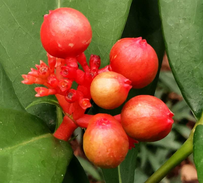 养花的果子 养花的果子