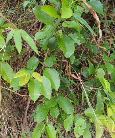 灌木科植物有哪些 灌木科植物有哪些