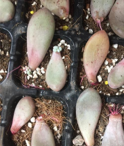 多肉十字星怎么叶插繁殖 多肉十字星怎么叶插繁殖