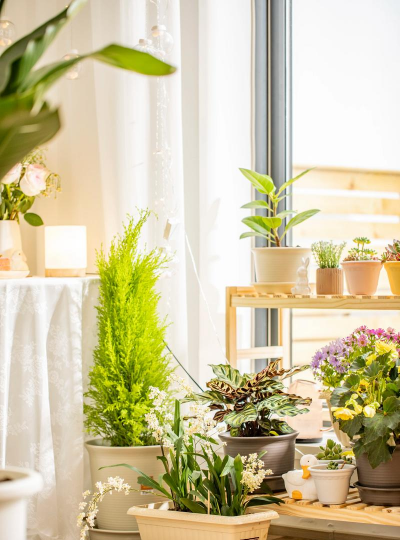 利用花盆养花 利用花盆养花