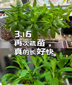 麦秆菊栽培及繁殖管理技术 麦秆菊栽培及繁殖管理技术