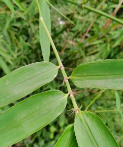 竹叶还有什么叶子 竹叶还有什么叶子