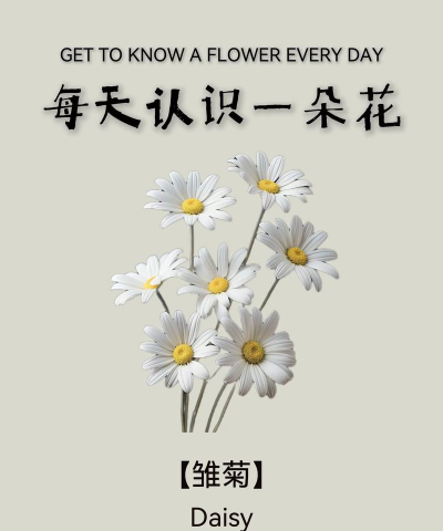 雏菊有哪些名字 雏菊有哪些名字