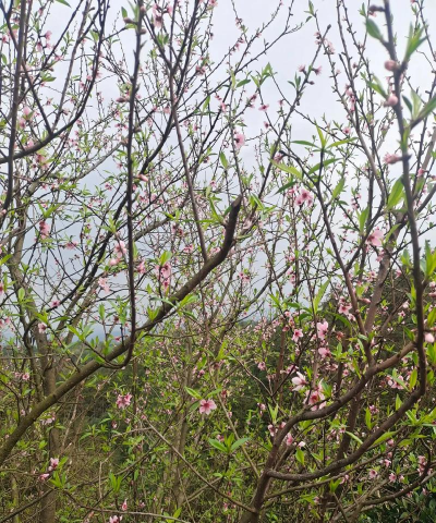 什么花克桃花 什么花克桃花