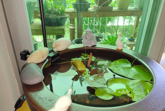 养鱼养花配乐 养鱼养花配乐