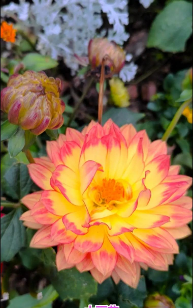 大丽花属有哪些花 大丽花属有哪些花