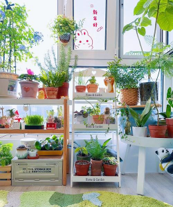 封闭阳台养花不推荐 封闭阳台养花不推荐