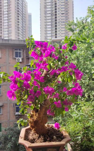 云南养花为什么好 云南养花为什么好