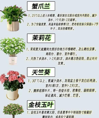 养花可以养哪些花 养花可以养哪些花
