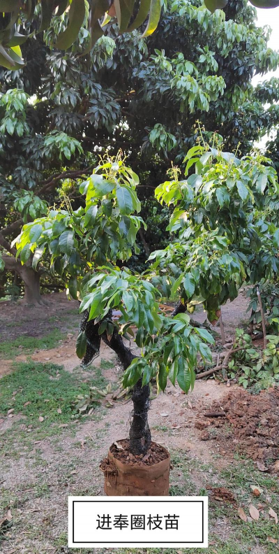 顺德有哪些苗木基地 顺德有哪些苗木基地