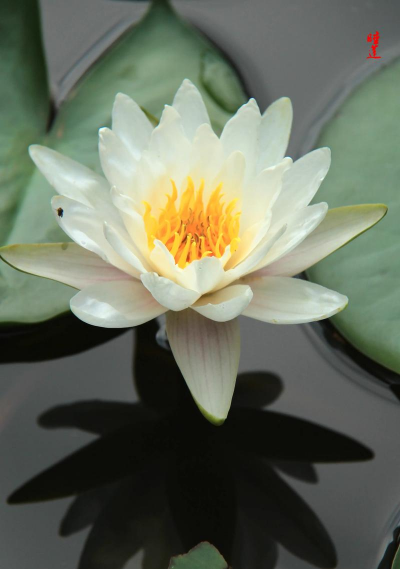 中型品种的睡莲有哪些 中型品种的睡莲有哪些