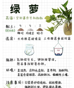 绿萝有什么营养 绿萝有什么营养