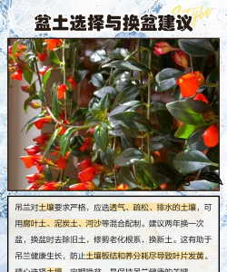 吊兰放在屋里什么发黄 吊兰放在屋里什么发黄