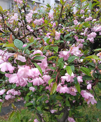 观花植物植物有哪些 观花植物植物有哪些